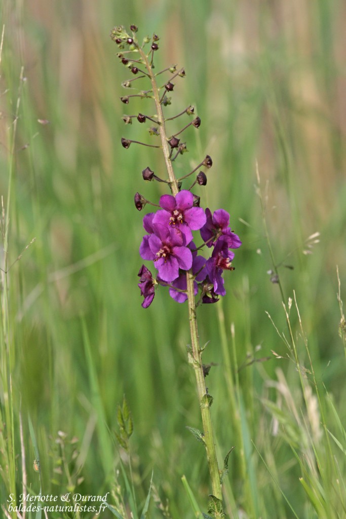 Hortobagyi Nemzeti Park - Arkus