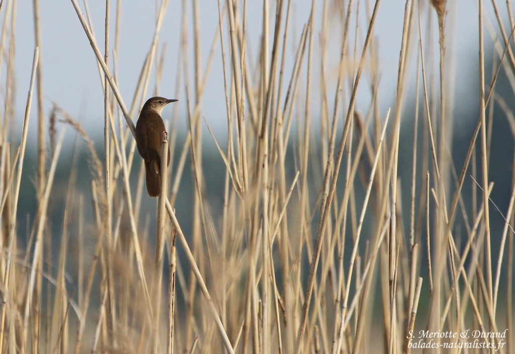 Locustelle luscinoïde, Hortobagyi Nemzeti Park - Arkus