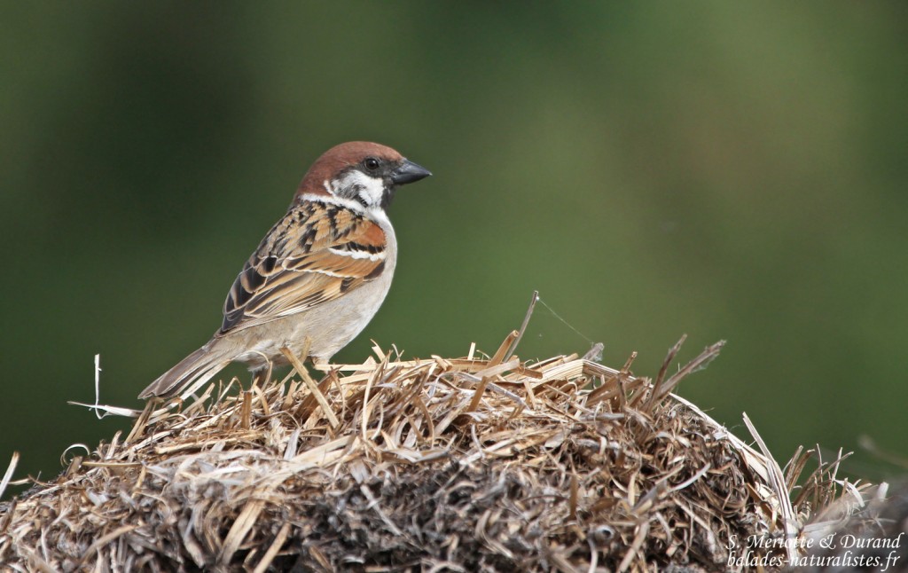 Moineau friquet, Hortobagyi Nemzeti Park - Arkus