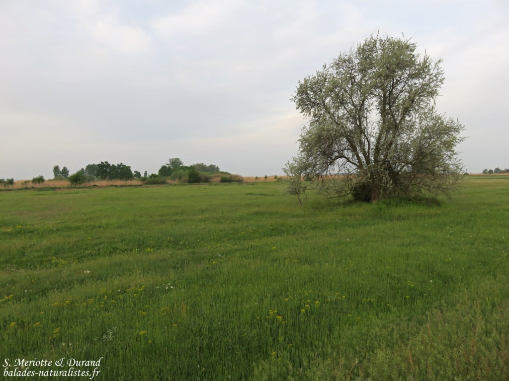 Hortobagyi Nemzeti Park - Arkus