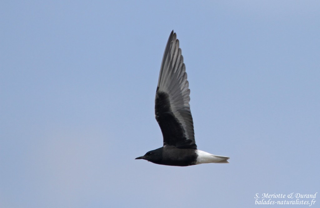 Guifette leucoptère, Hortobagyi, étangs d'Halasto