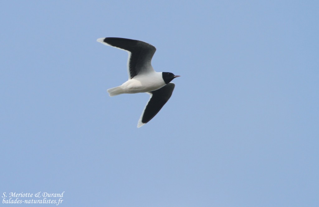 Mouette pygmée, Hortobagyi, étangs d'Halasto