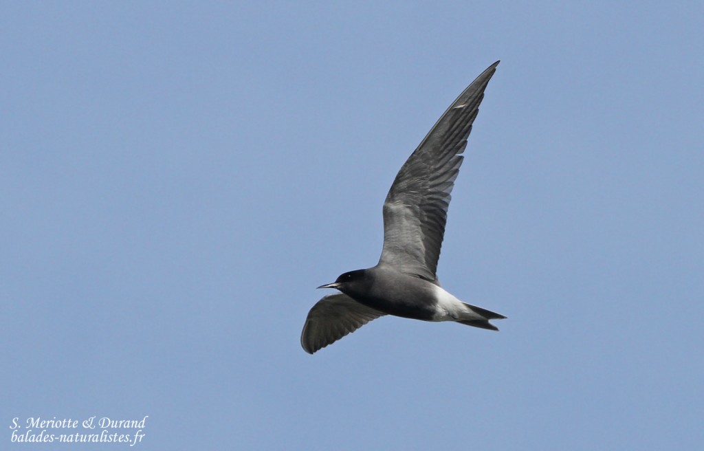 Guifette noire, Hortobagyi, étangs d'Halasto