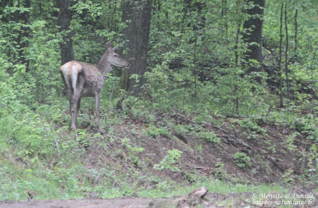 Biche, Zempleni tajvedelmi Körzet