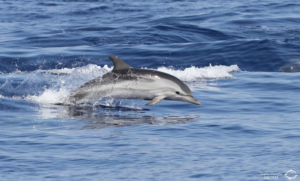 Dauphin bleu et blanc