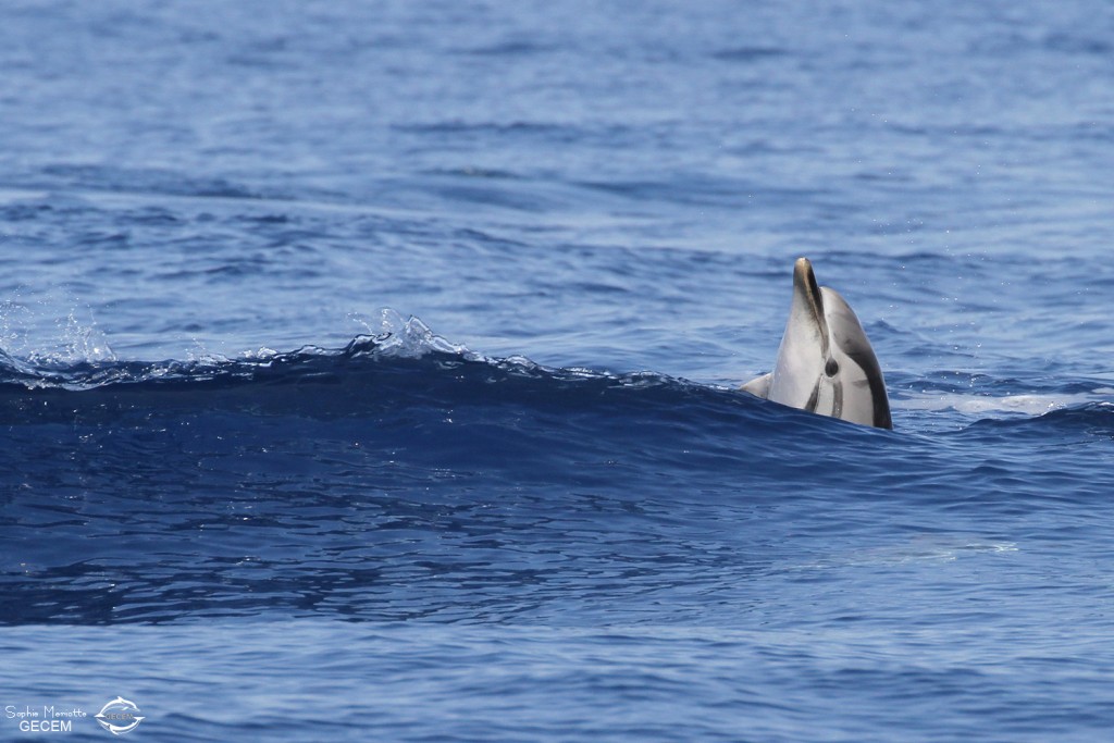 Dauphin bleu et blanc