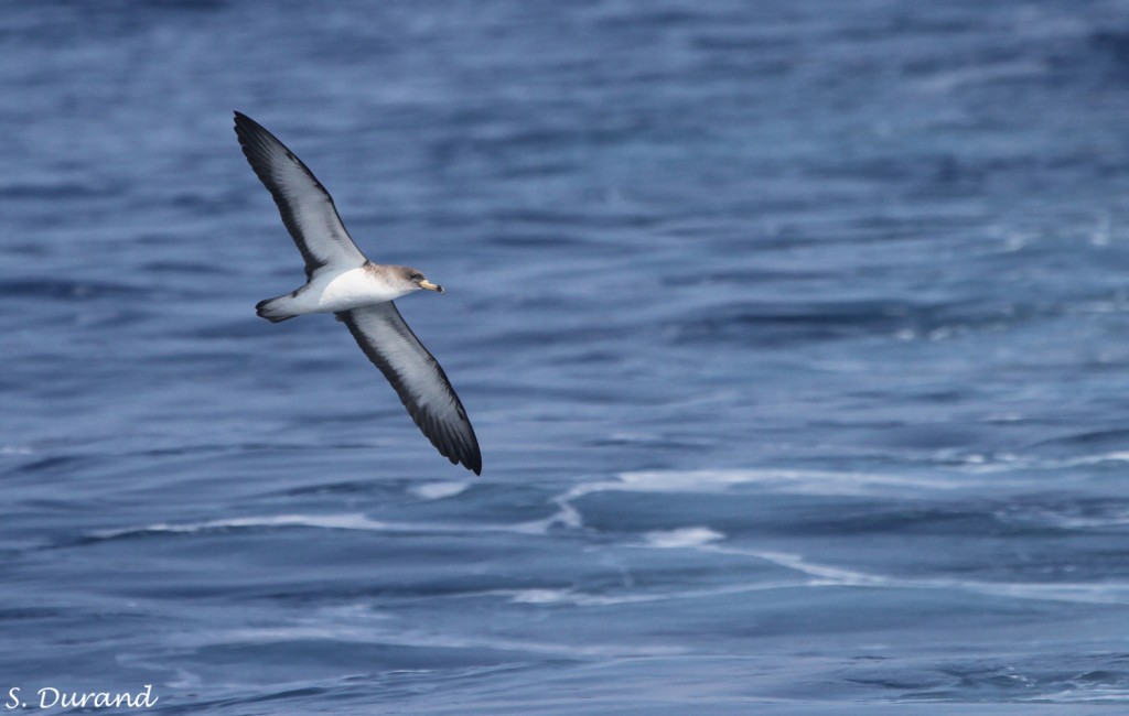 Puffin cendré