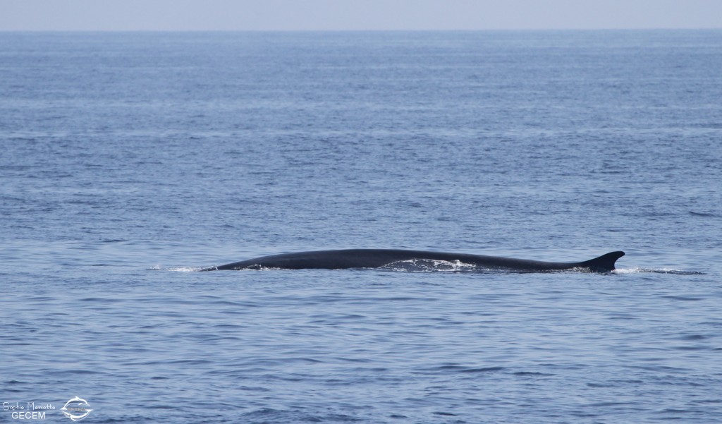Rorqual commun