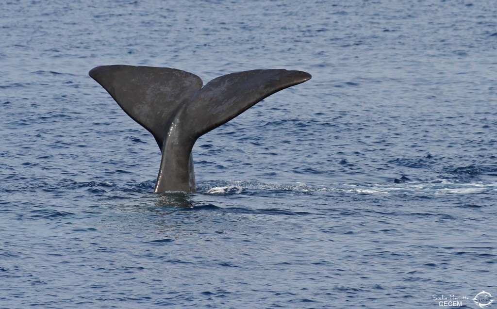 Cachalot au large du Cap Sicié, 27 septembre 2015