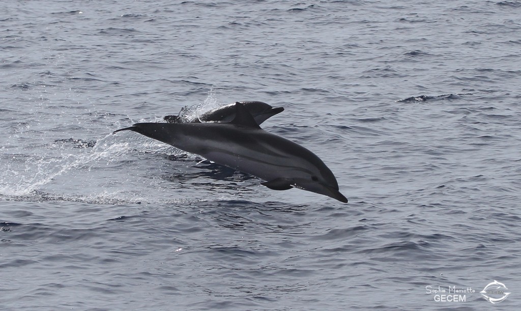 Dauphin bleu et blanc (21 juin 2015)