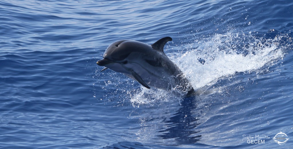 Dauphin bleu et blanc (21 juin 2015)