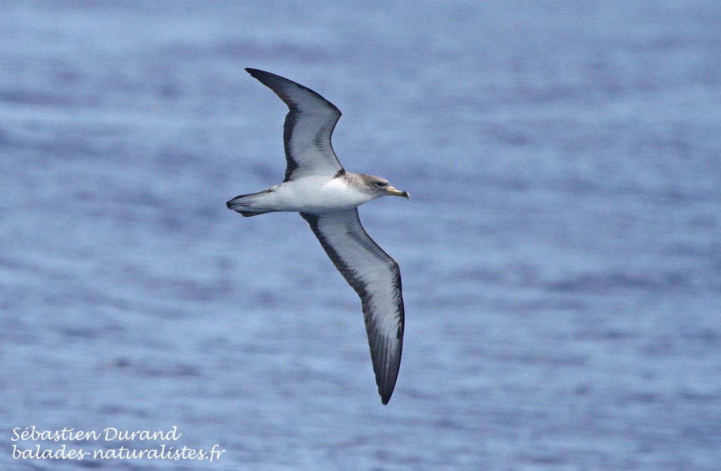 Puffin cendré (21 juin 2015)