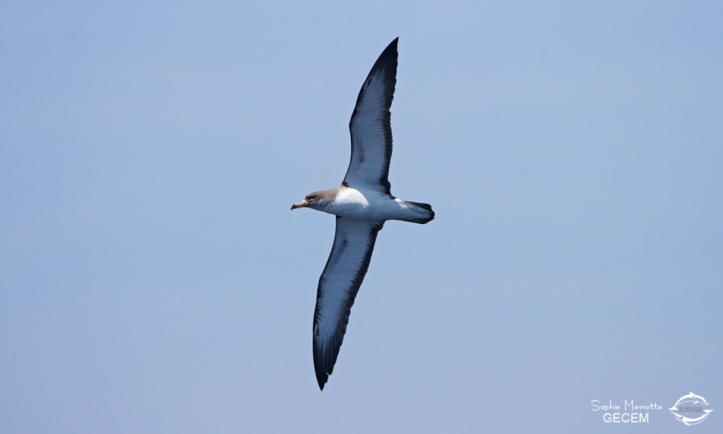 Puffin cendré (21 juin 2015)