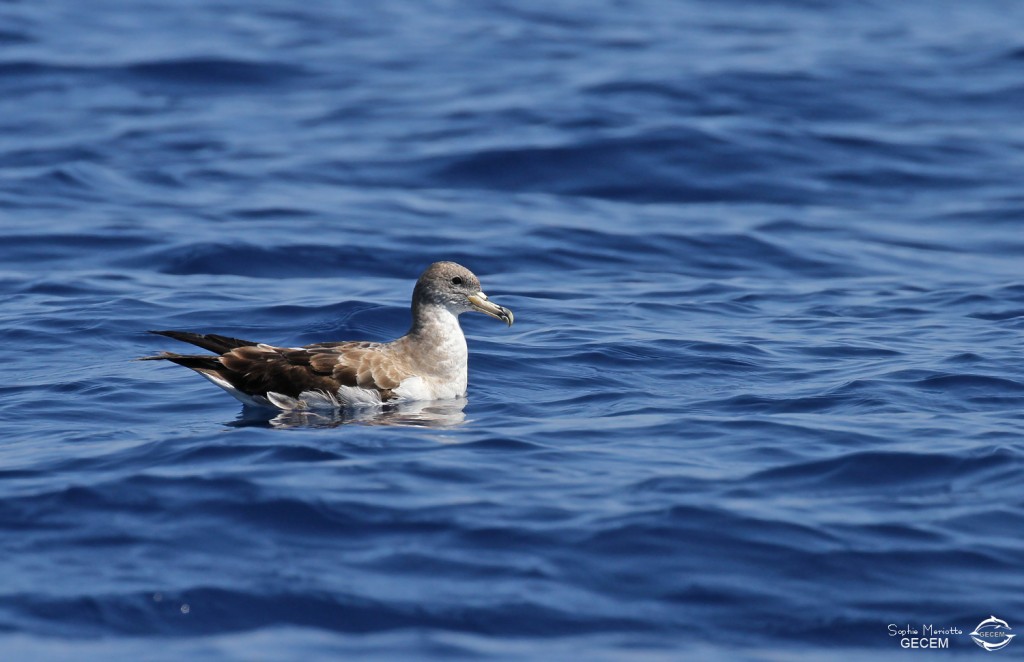 Puffin cendré (Iles de Marseille)