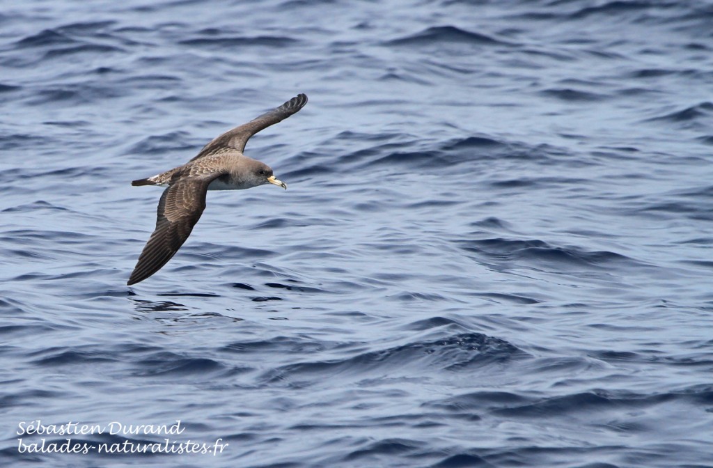 Puffin cendré (21 juin 2015)