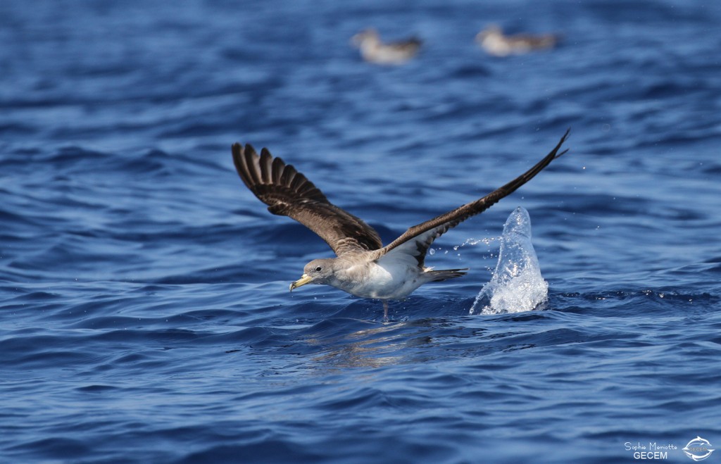 Puffin cendré (Iles de Marseille)