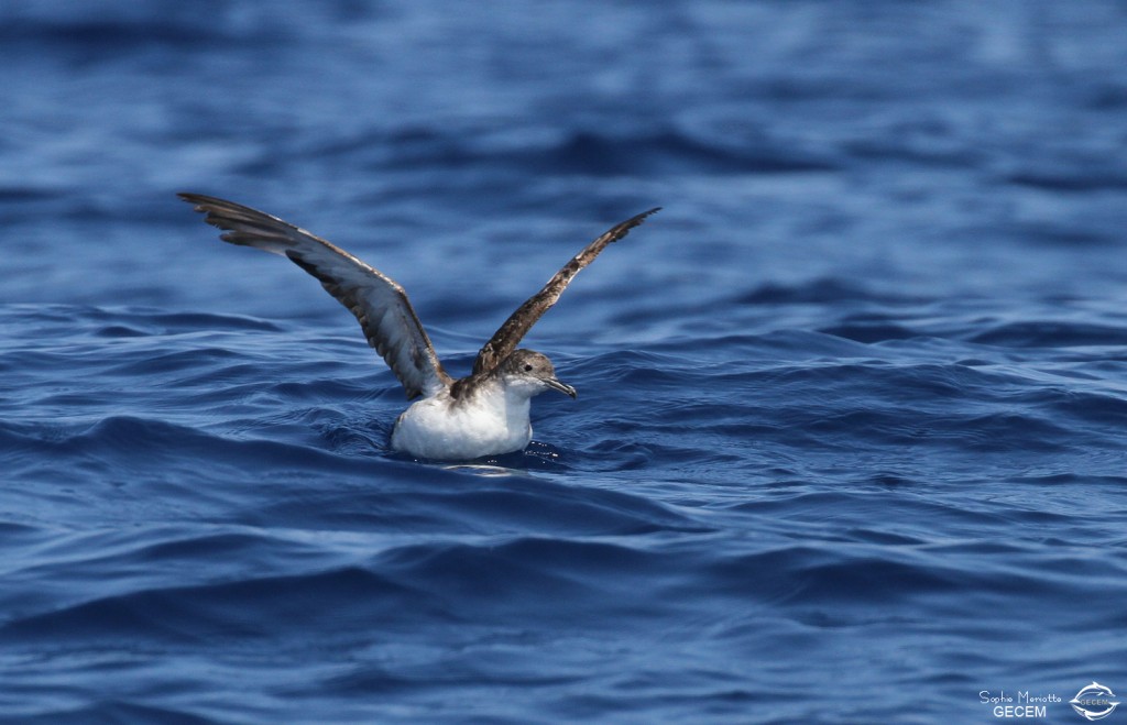 Puffin yelkouan (Iles de Marseille)