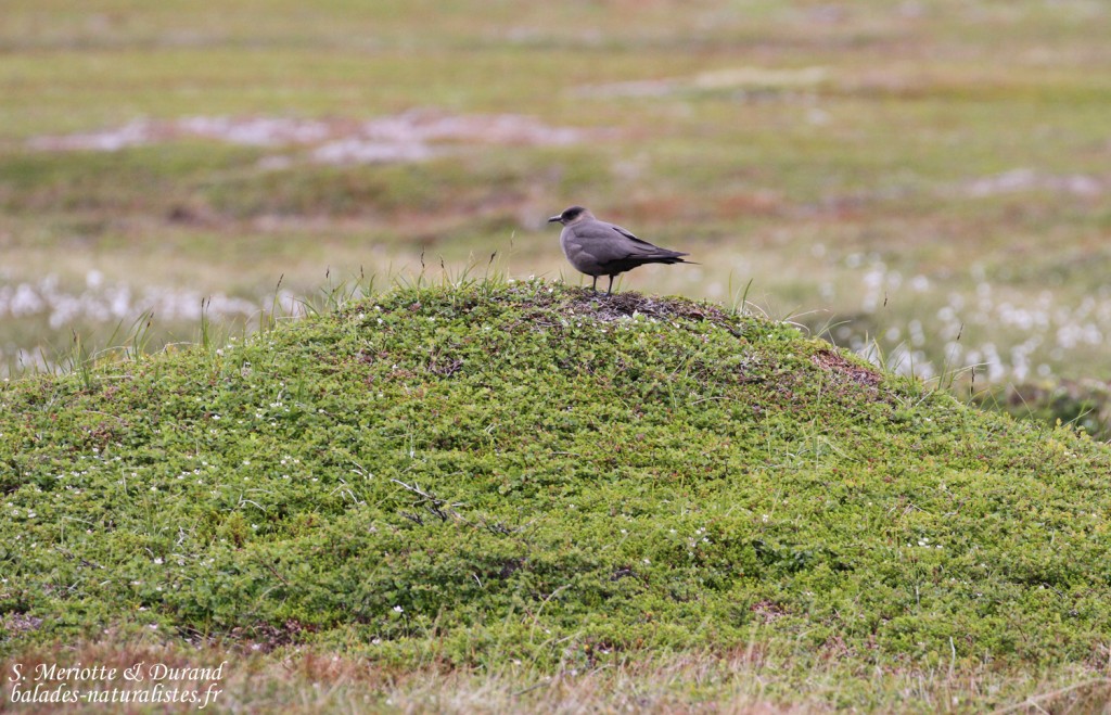 Labbe parasite (Barvikmyran, Norvège)