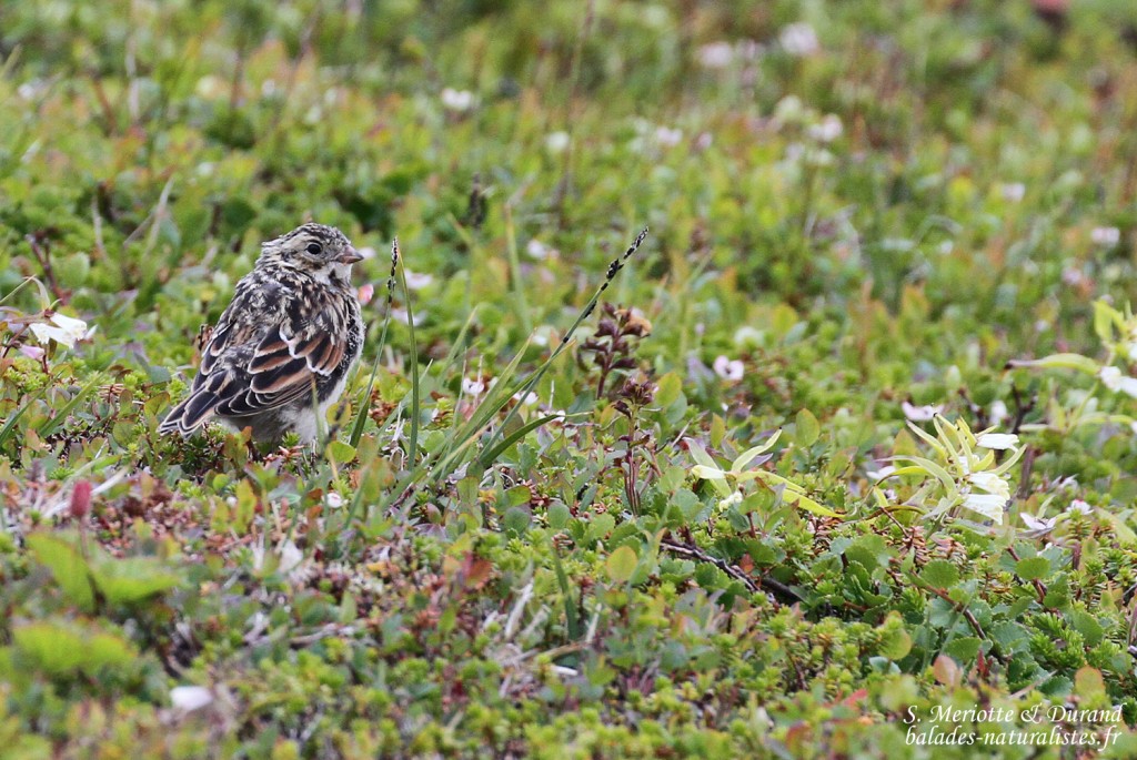 Bruant lapon (Vardo, Norvège)
