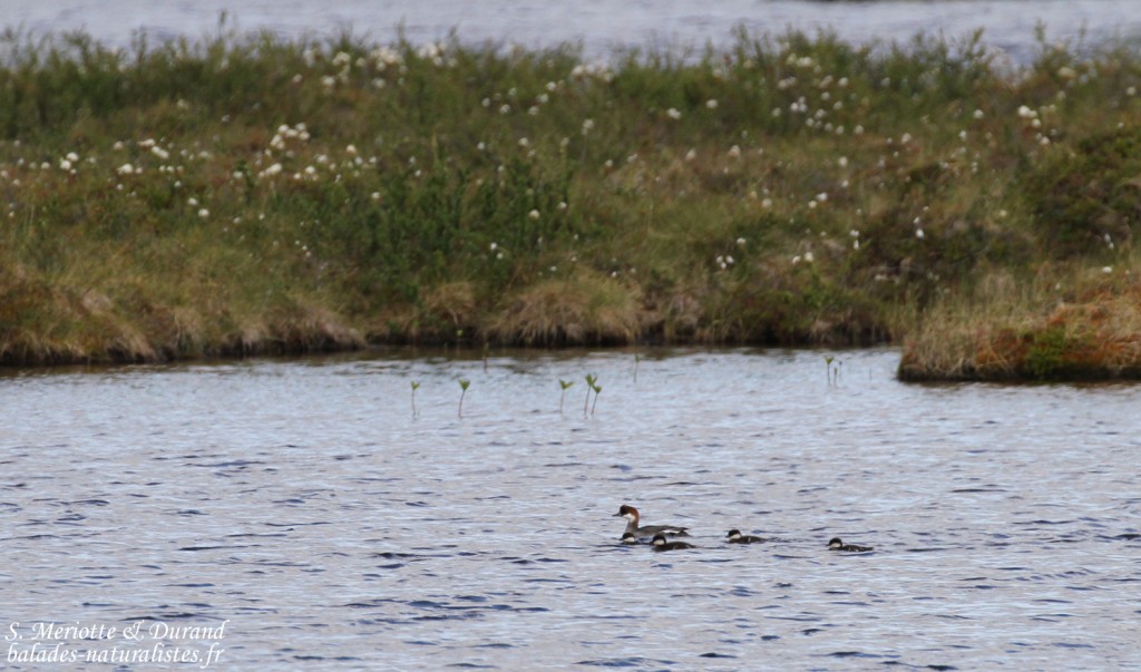 Harle piette, femelle et jeunes, Finlande