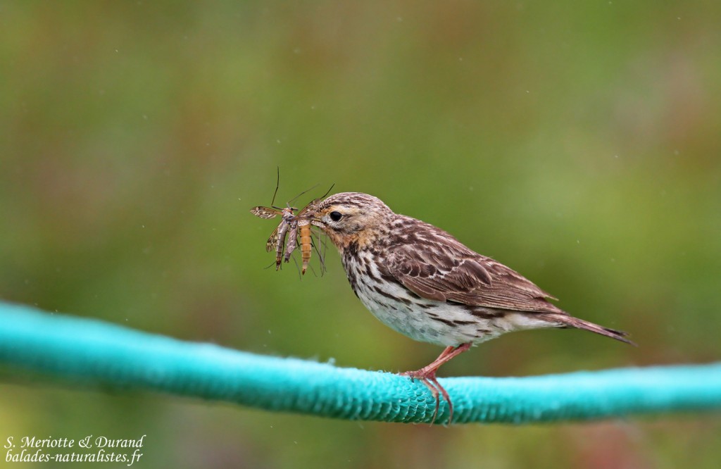 Pipit à gorge rousse (Hornoya)
