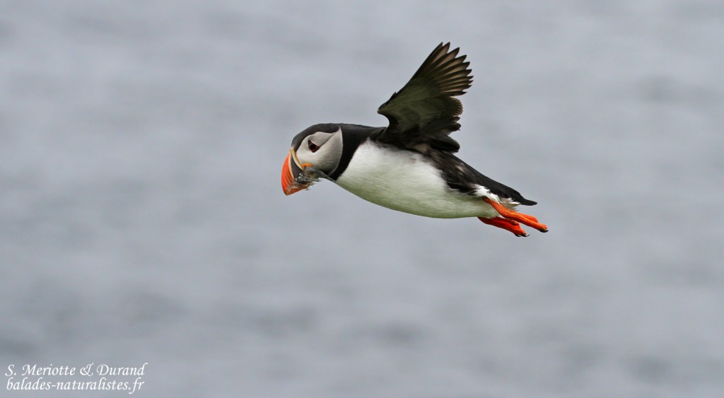 Macareux moine (Hornoya)