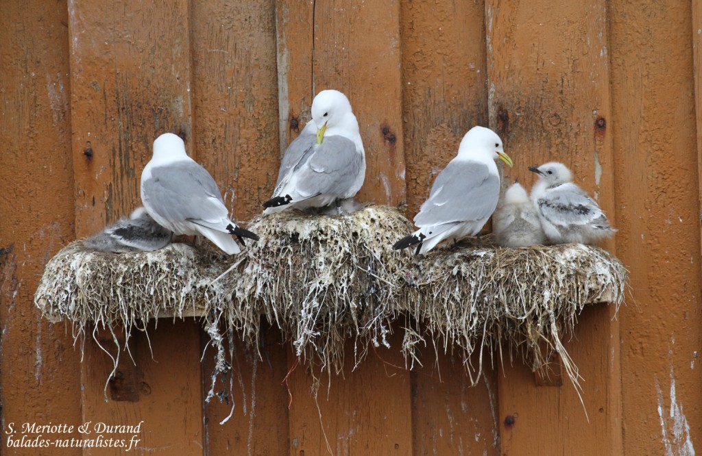 Mouettes tridactyles (Vardo)