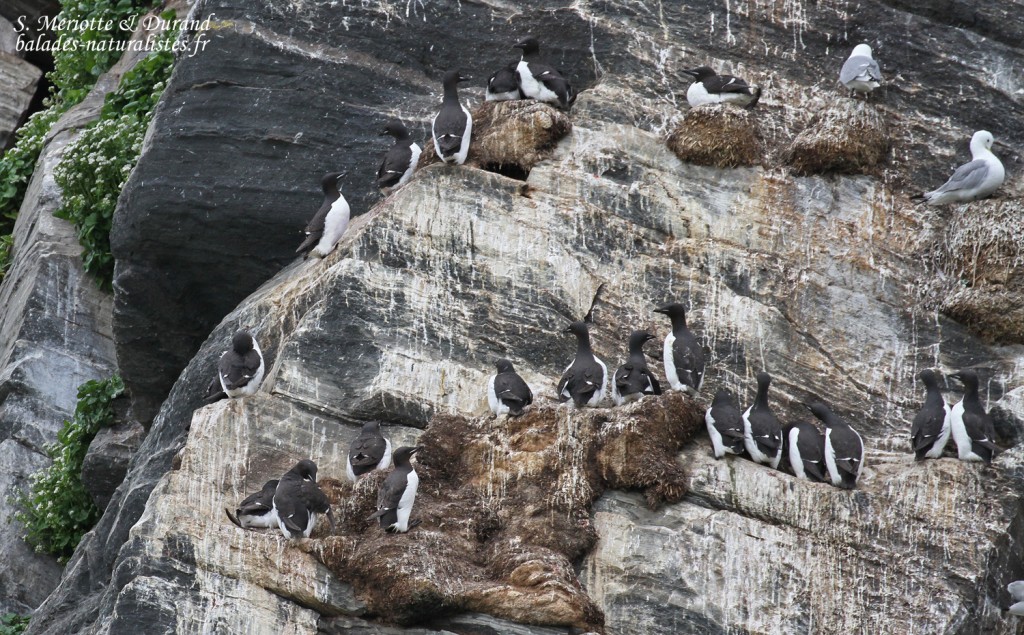 Guillemots de Brunnich (Hornoya)
