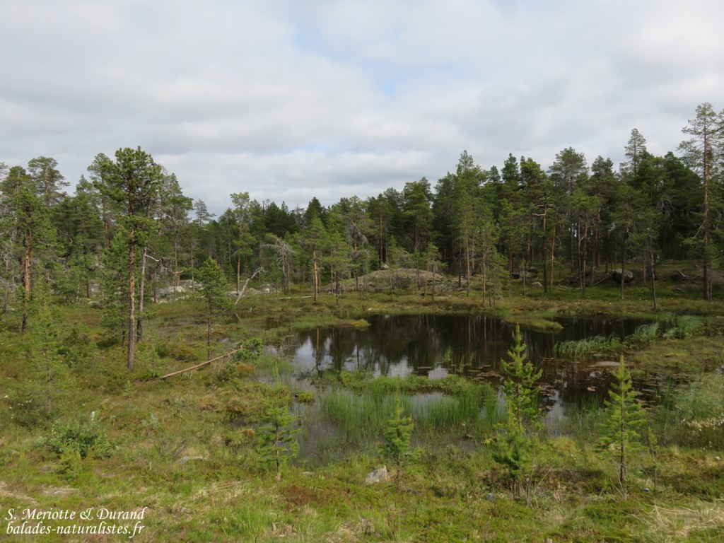 Laponie finlandaise