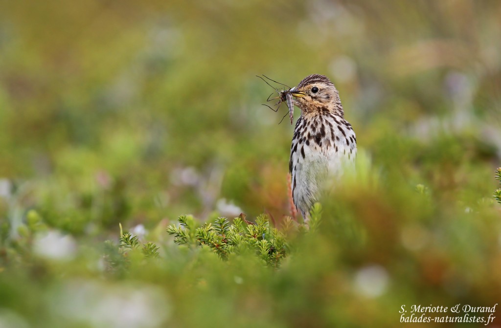 Pipit à gorge rousse (Norvège, Vadso)