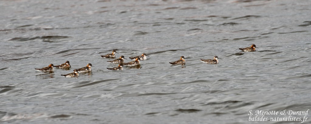 Phalarope à bec étroit (Norvège, Vadso)
