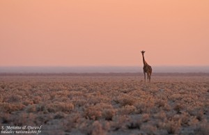 Girafe dans le soleil levant