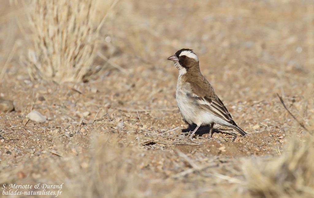 Mahali à sourcils blancs (White-browed Sparrow-Weaver)