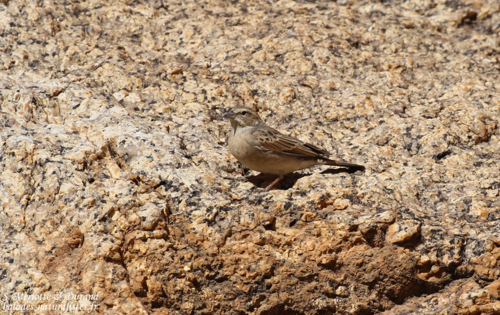 Bruant des rochers (Like-lark Bunting)