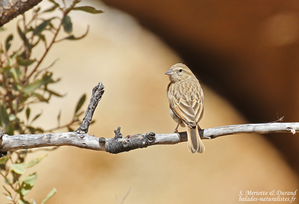 Bruant des rochers (Like-lark Bunting)