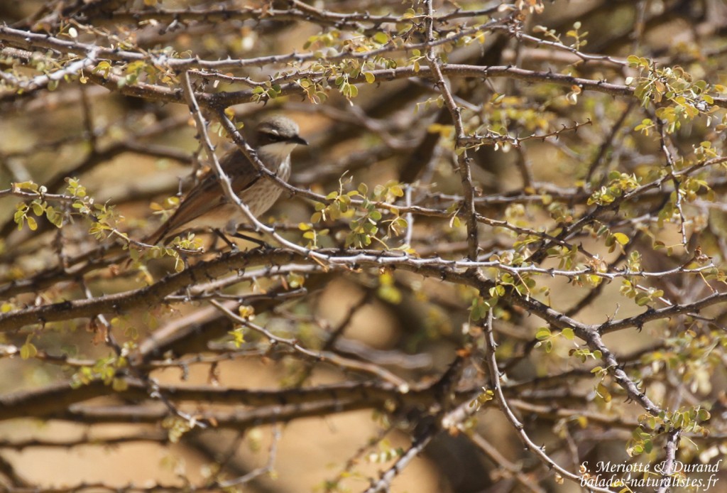 Namiorne héréro (Herero chat)