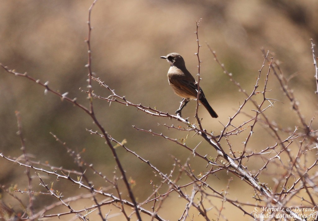 Namiorne héréro (Herero chat)