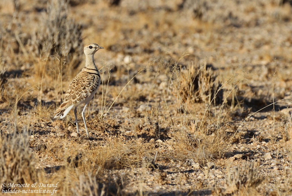 Courvite à double bande (Double-banded courser)
