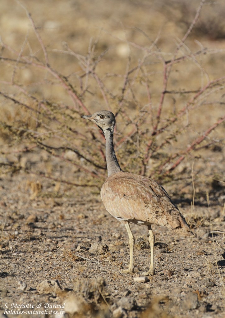 Outarde de Ruppell (ruppell's Korhaan)