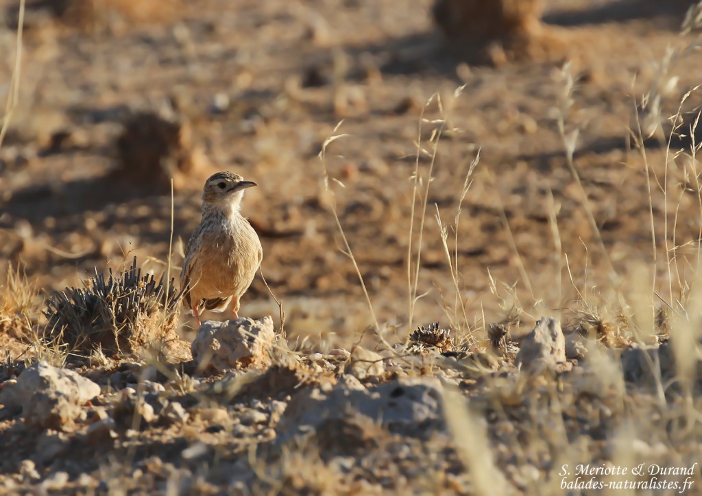 Alouette éperonnée (Spike-heeled lark)