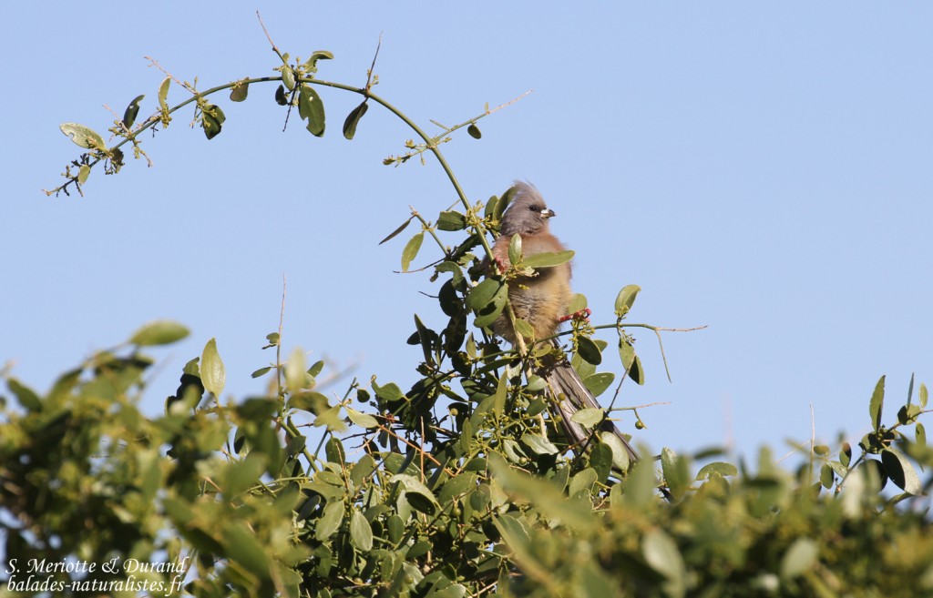 Coliou à dos blanc (White-backed mousebird)