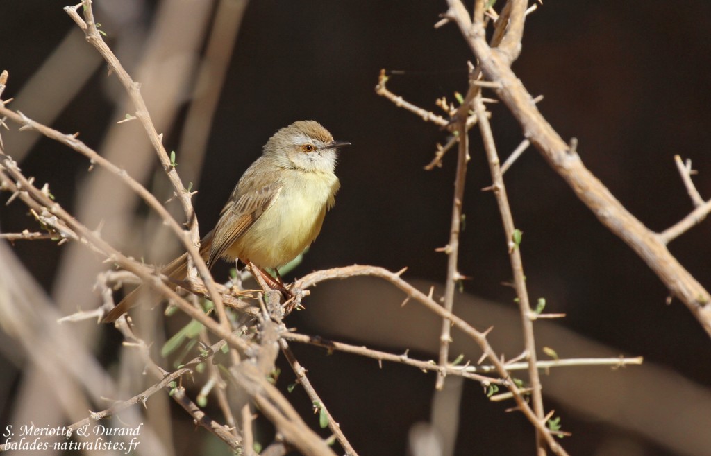 Prinia à plastron (Black-chested prinia)