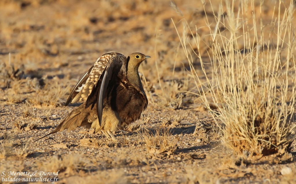 Ganga Namaqua (Namaqua sandgrouse)
