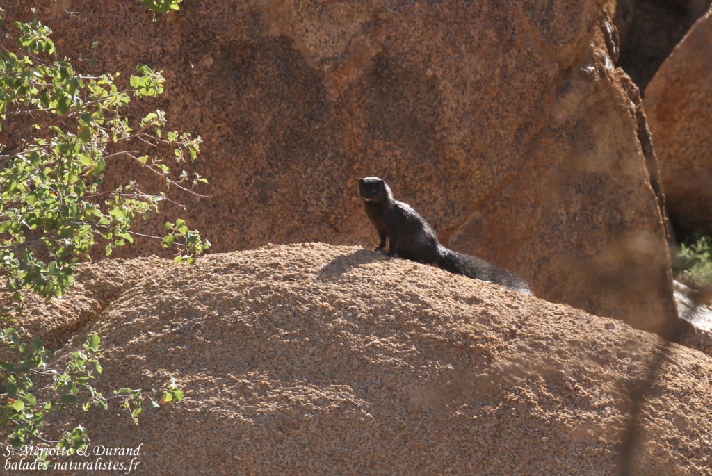 Mangouste grise de Namibie (Spitzekoppe)