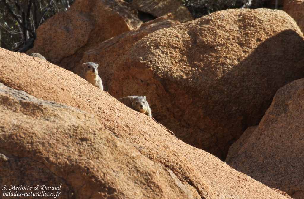 Daman (Rock hyrax, Spitzekoppe)