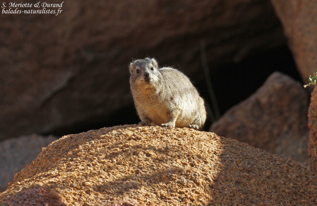 Daman (Rock hyrax, Spitzekoppe)