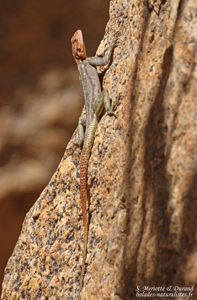 Agame de Namibie (Spitzekoppe)