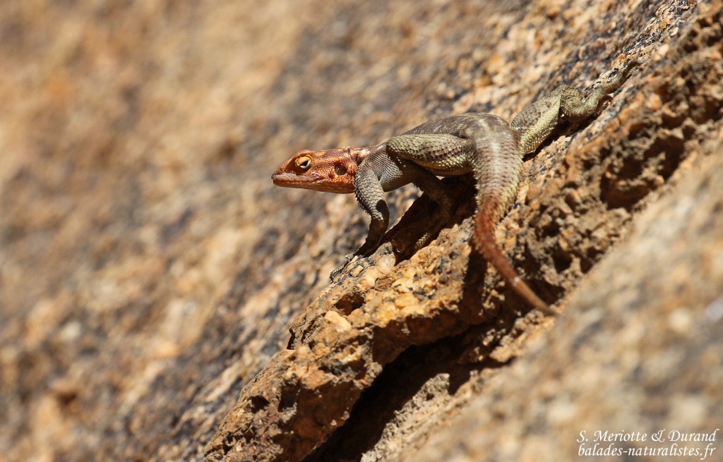 Agame de Namibie (Spitzekoppe)