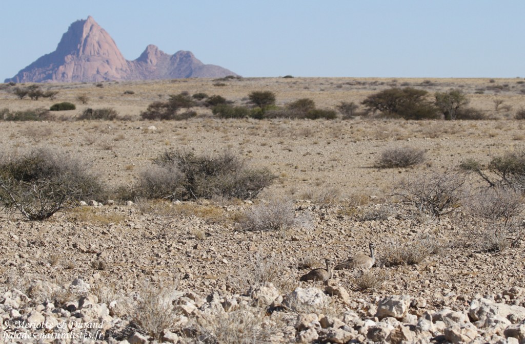 Outarde de Ruppell (ruppell's Korhaan)