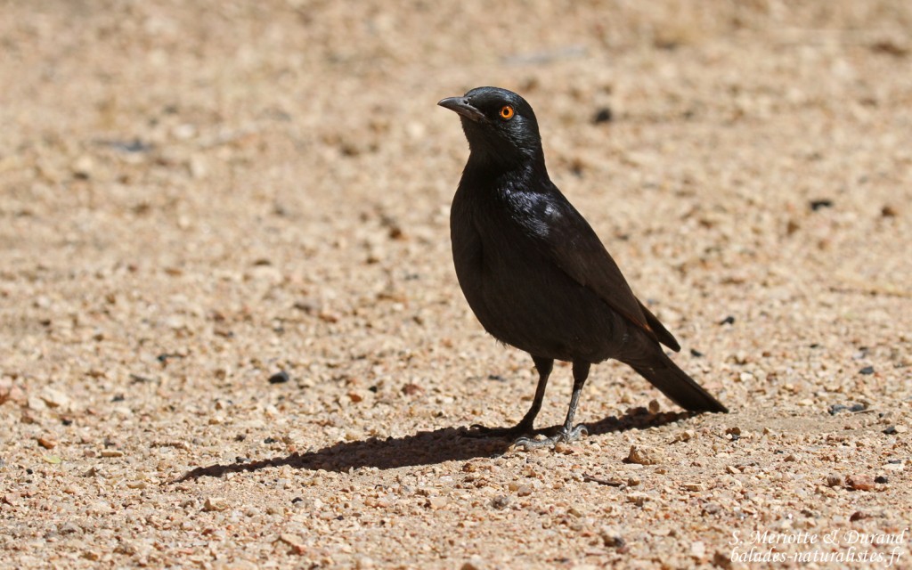 starling-Pale-winged-spitzkoppe (28)balades-naturalistes